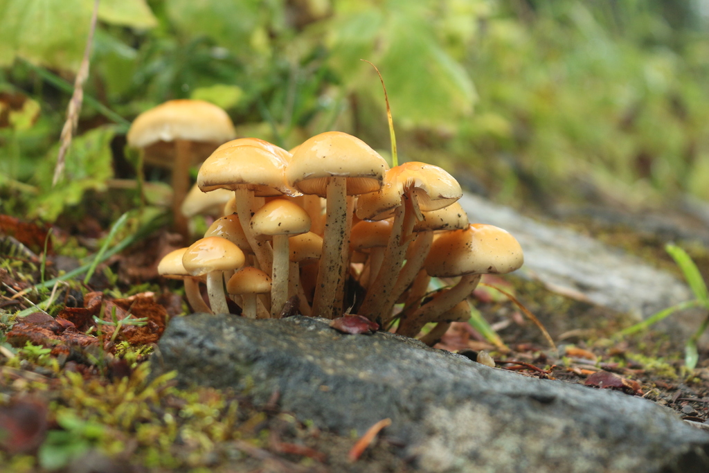 PIlze gibt es wie Sand am Meer