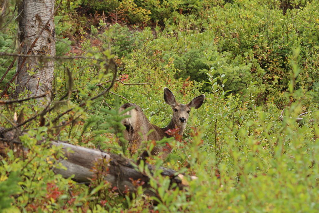 Wir bekamen Elche-K&uuml;he vor die Linse