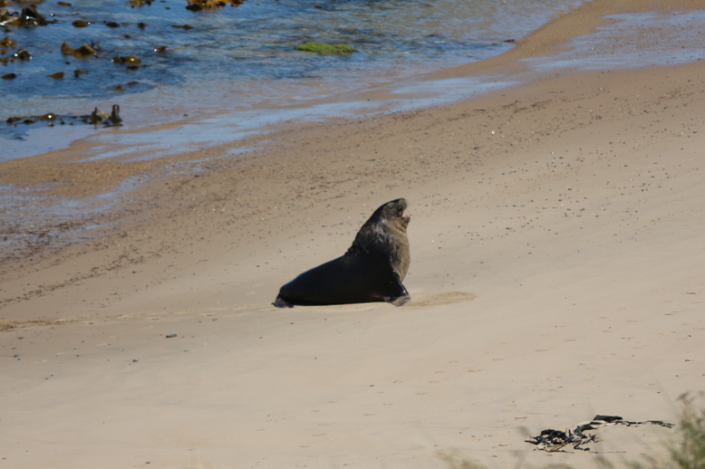 Seel&ouml;we am Waipapa Point