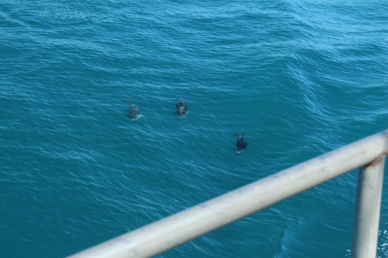 Delfine im Tasmanischen Meer