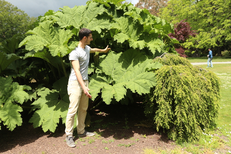 Riesige Bl&auml;tter mit einem Meter Durchmesser